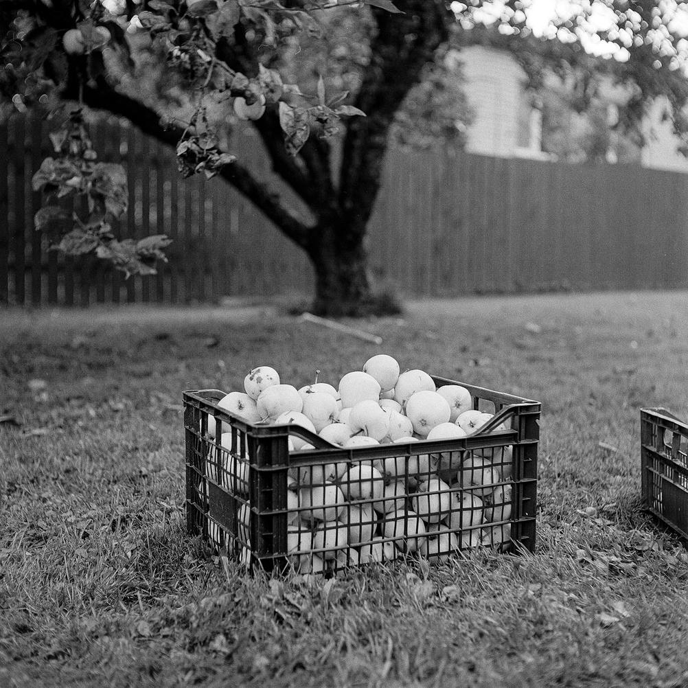 Photo of a basket full of apples under an apple tree.