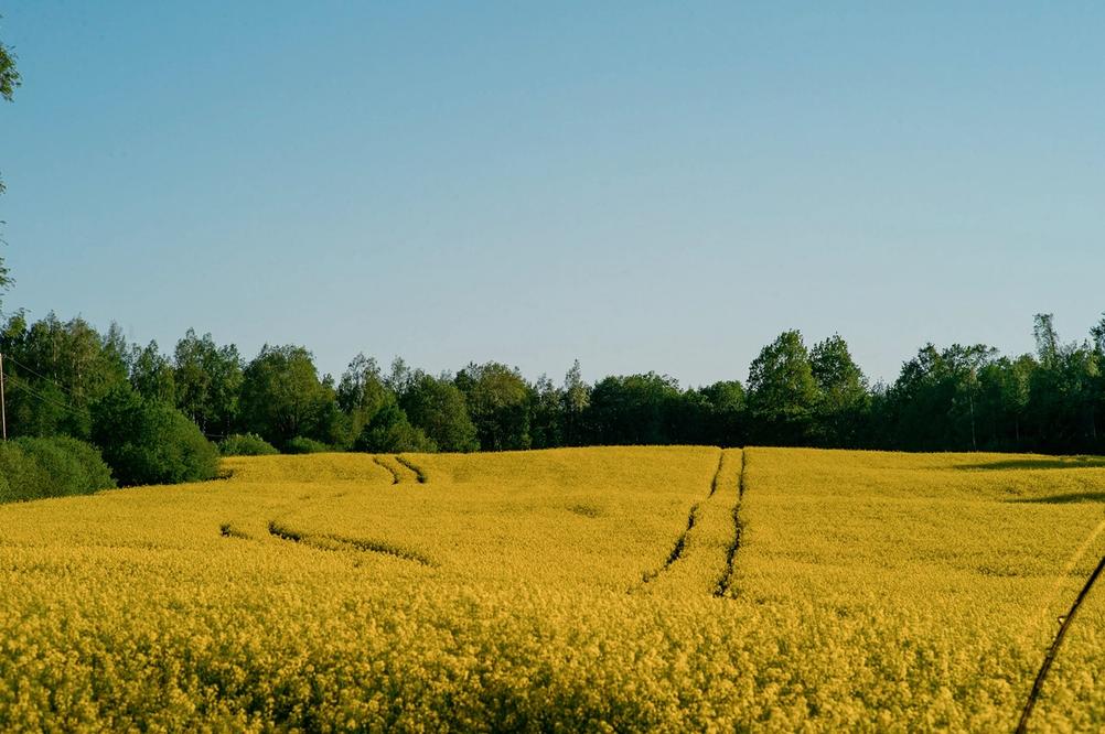 Photo of a yellow field.