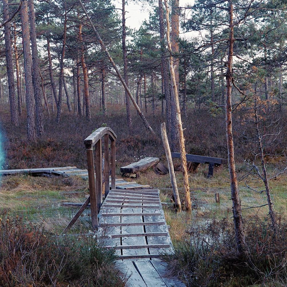 Photo of a small wooden bridge going across a swampy area.