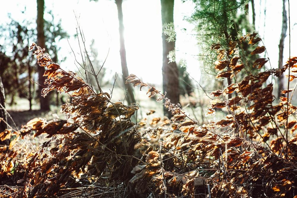 Image of some rusted leaves.