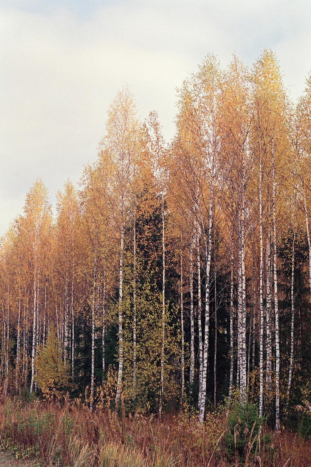 Photo of birches showing autumn colors.