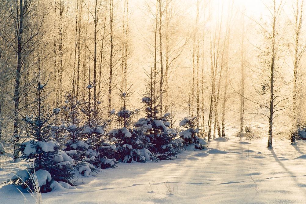 Photo of trees covered in snow and being blasted by sun.