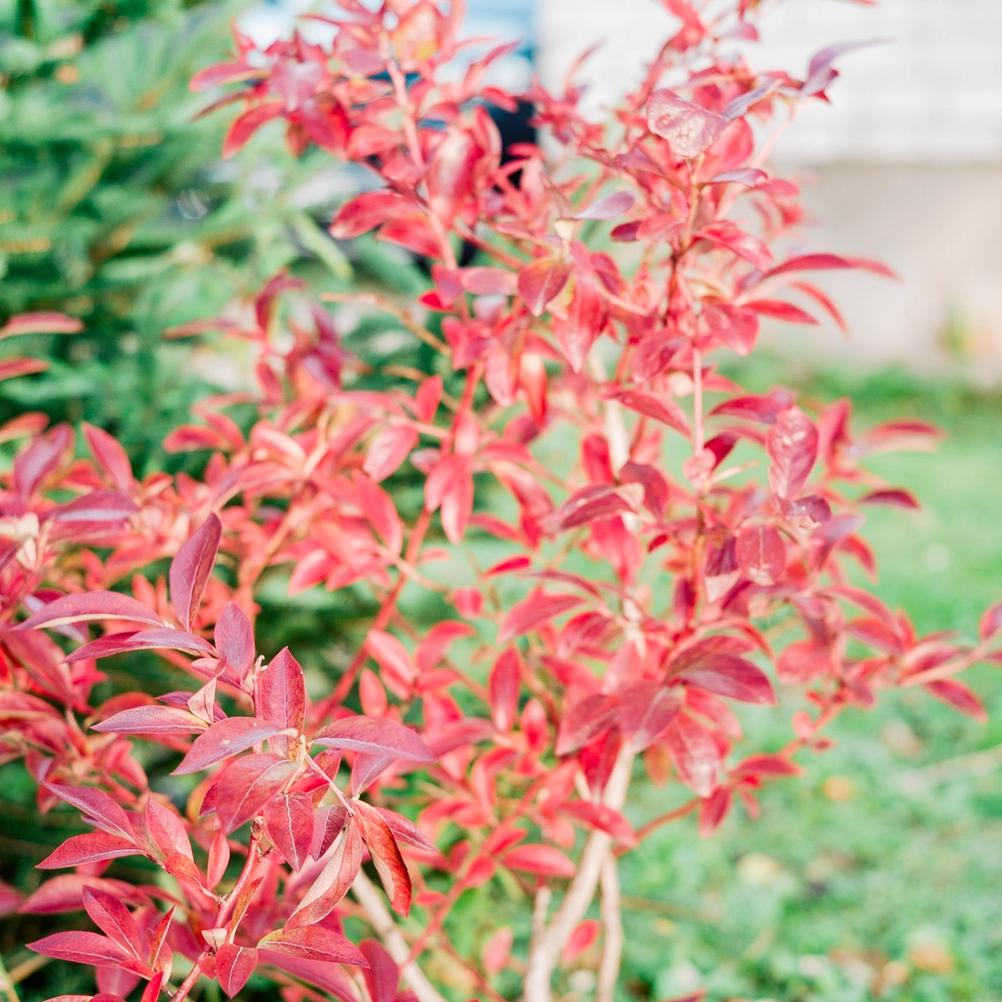 Photo of red leaves.