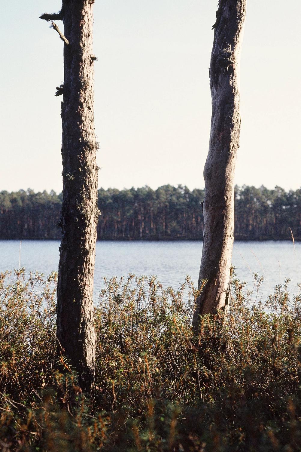Photo of two trees next to lake.
