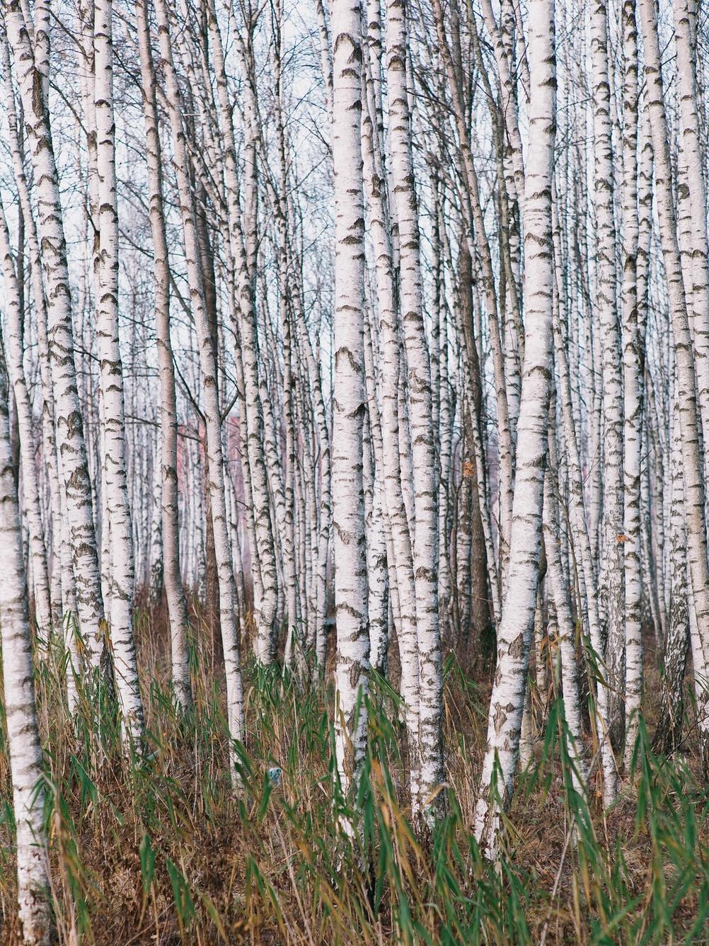 Photo of birches.