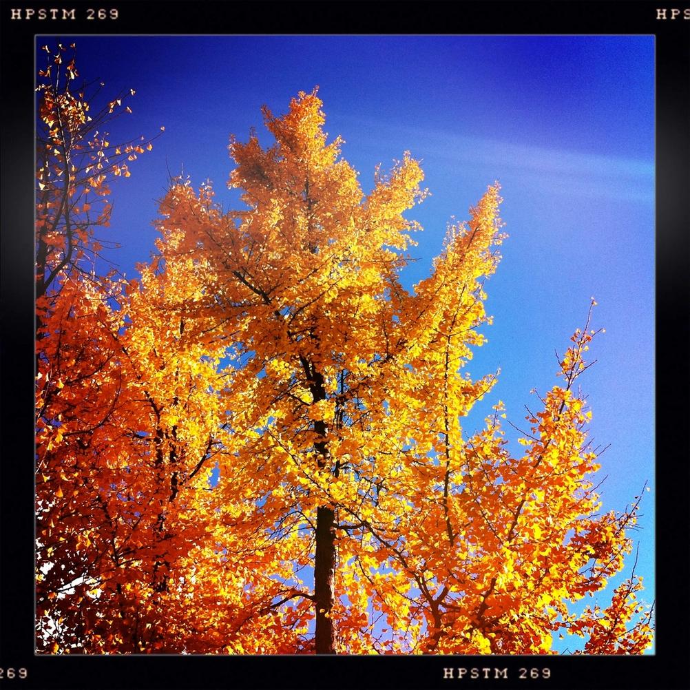 Photo of autumn trees against blue sky.