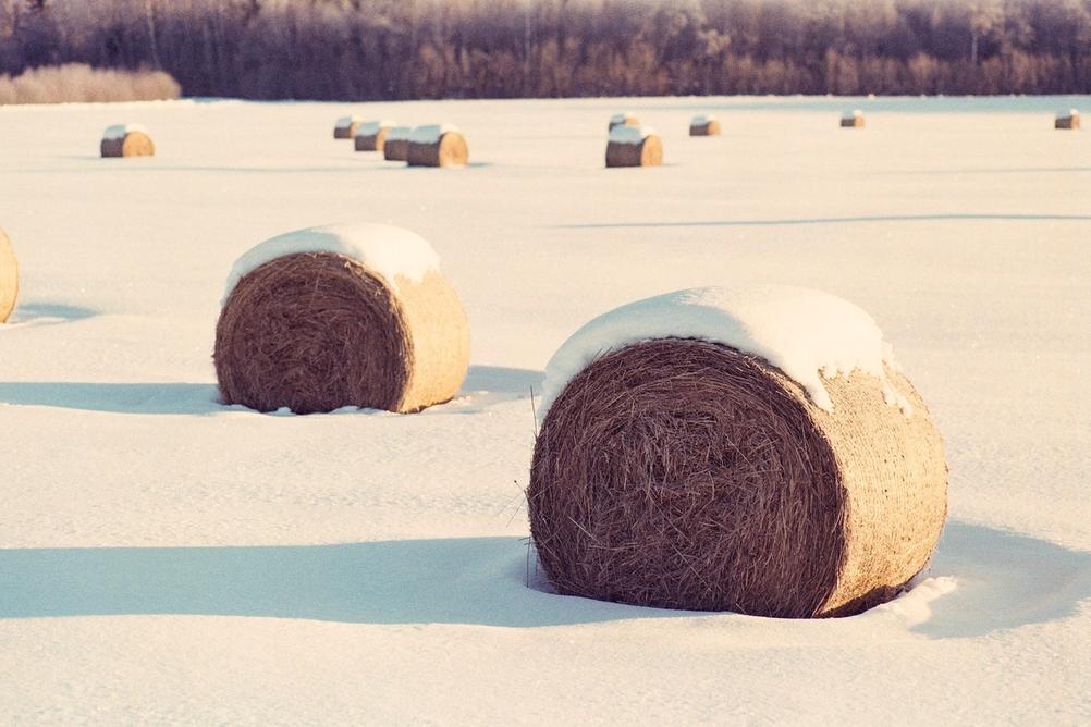 Photo of grass rolls in the snow.