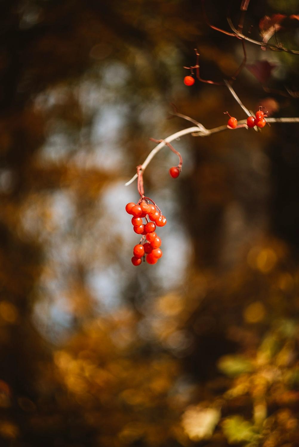 Photo of some berries on a branch.