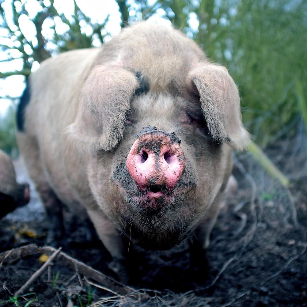 Portrait of a pig.