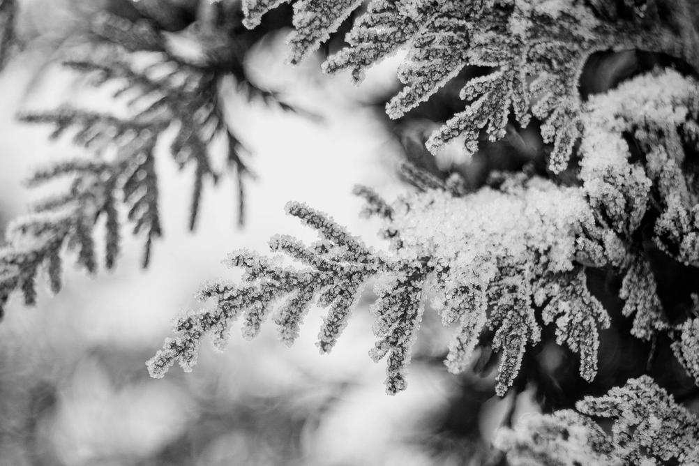 Photo of frosty tree branch.