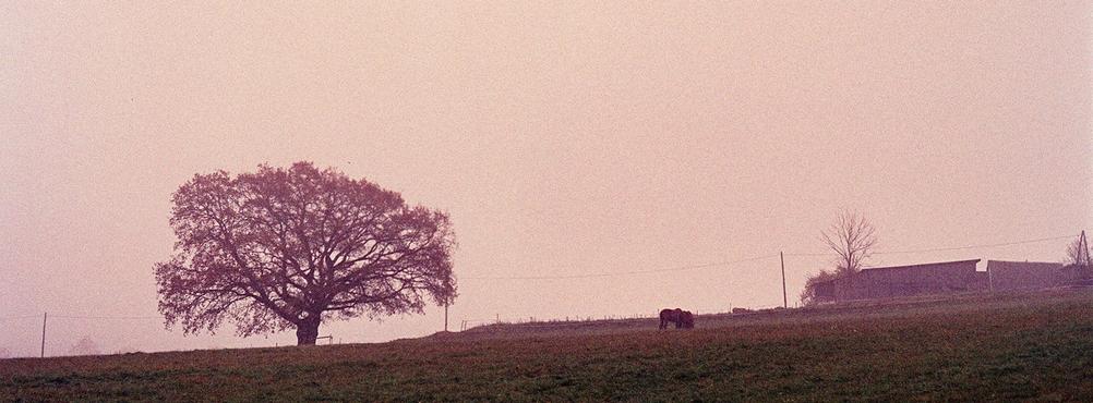 Dim scene of a large tree and a horse.