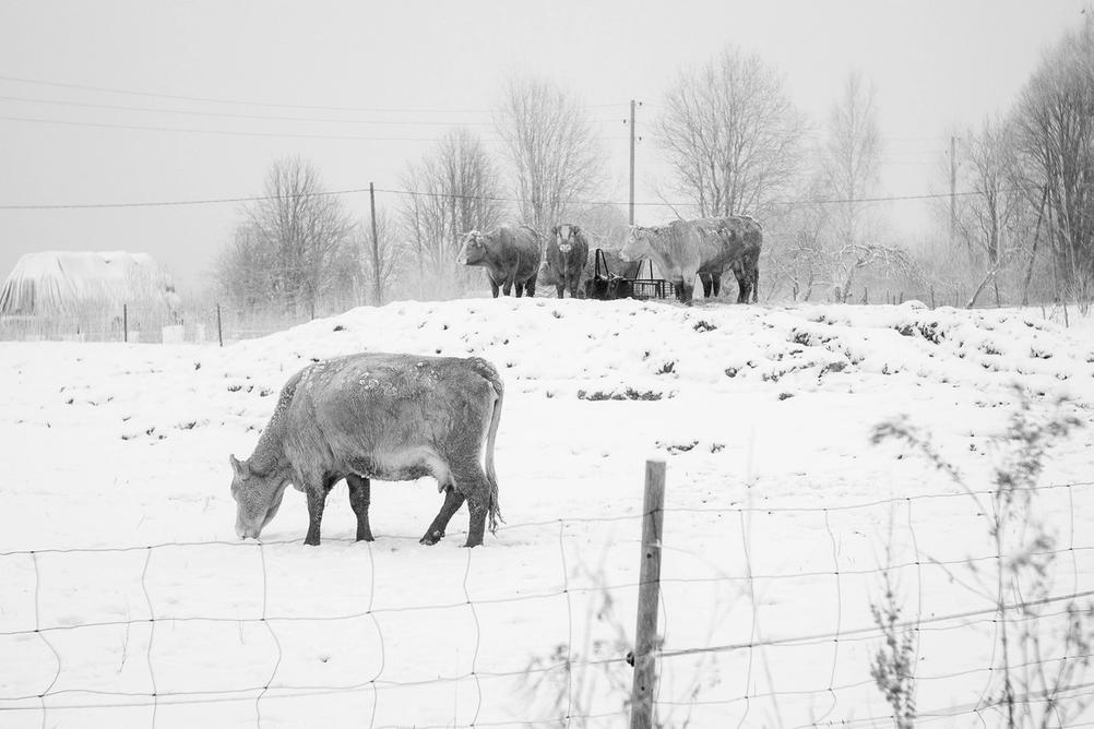 Photo of some cows in the snow.