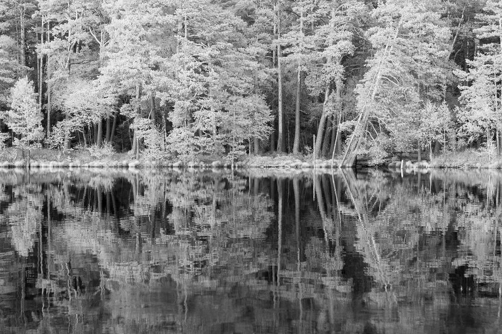 Photo of trees reflected in a lake.