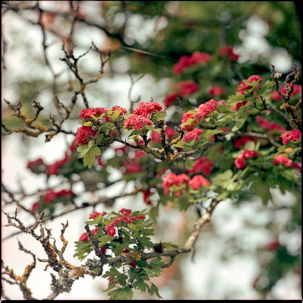 Photo of a tree with bright flowers.