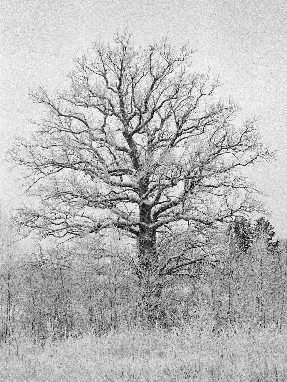 Photo of a large tree.