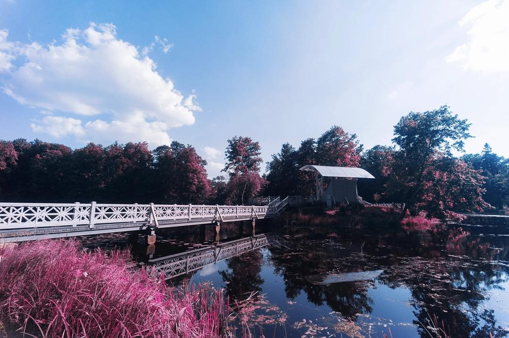 Bridge on water with purple grass around.