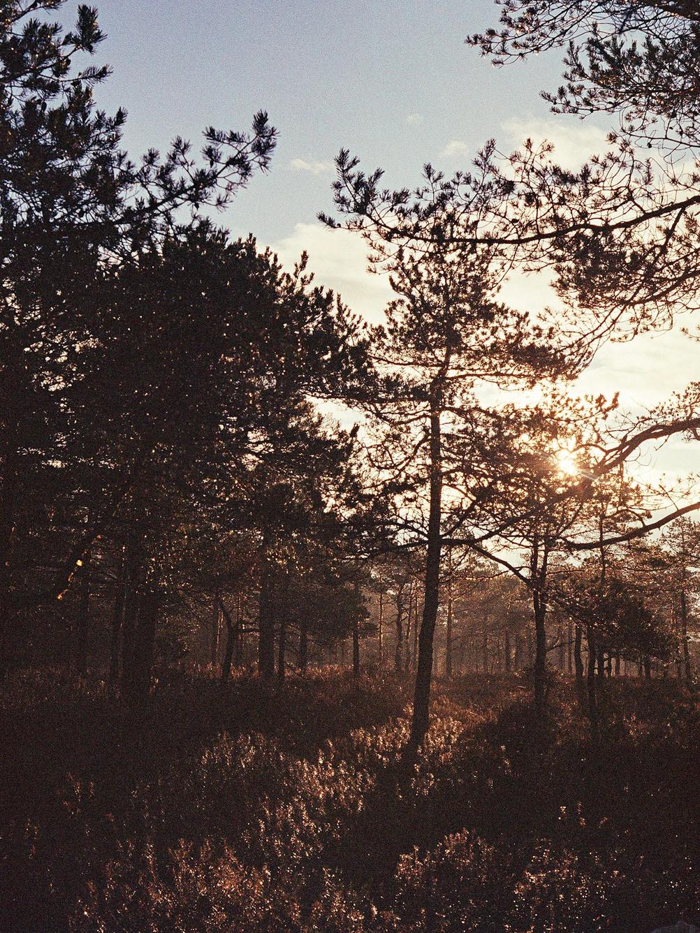 Photo of low-sun-lit forest.