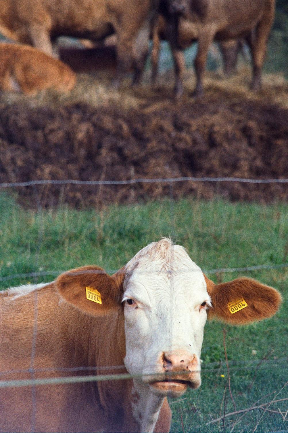 Portrait of a cow.