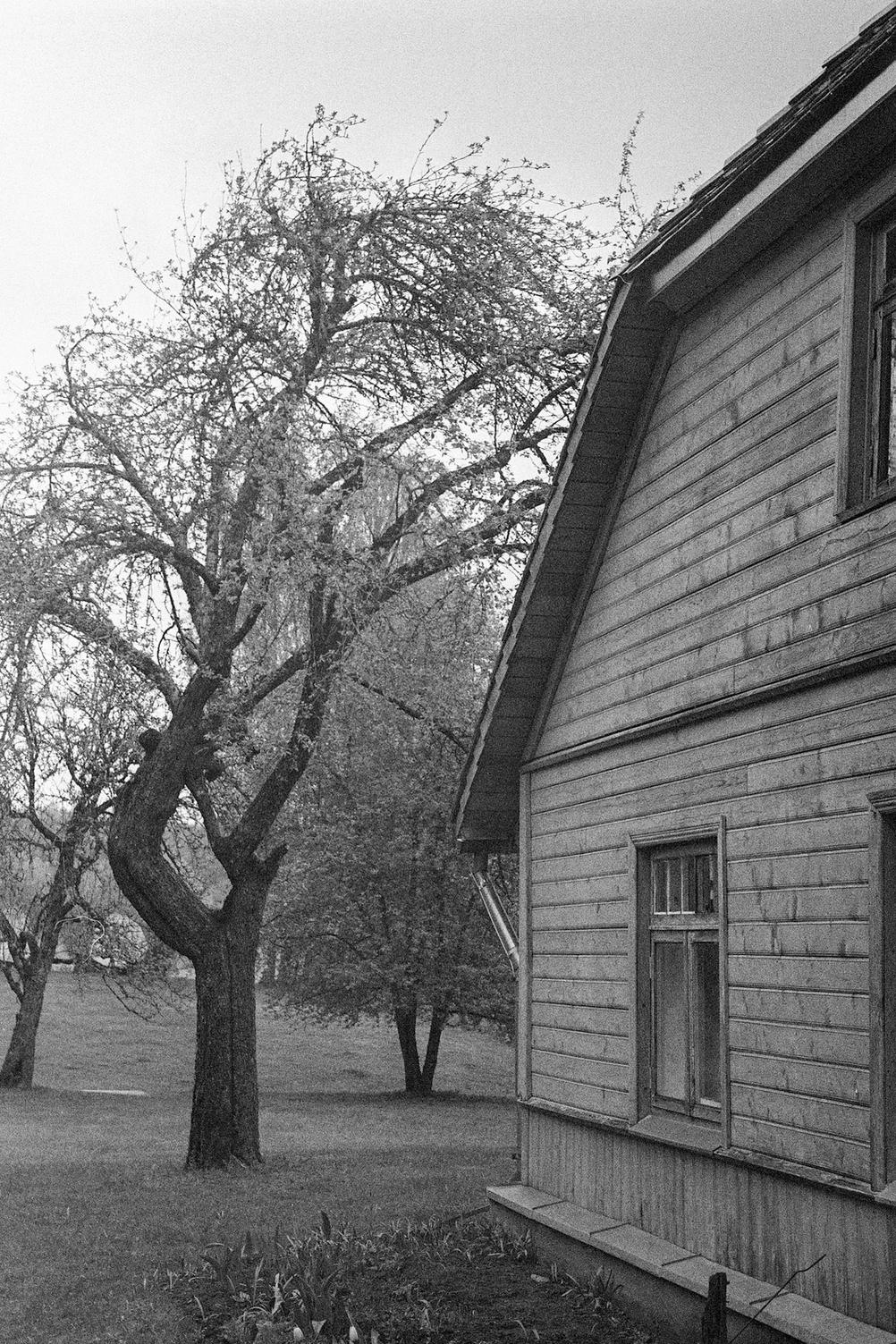 Photo of a house and a tree next to it.