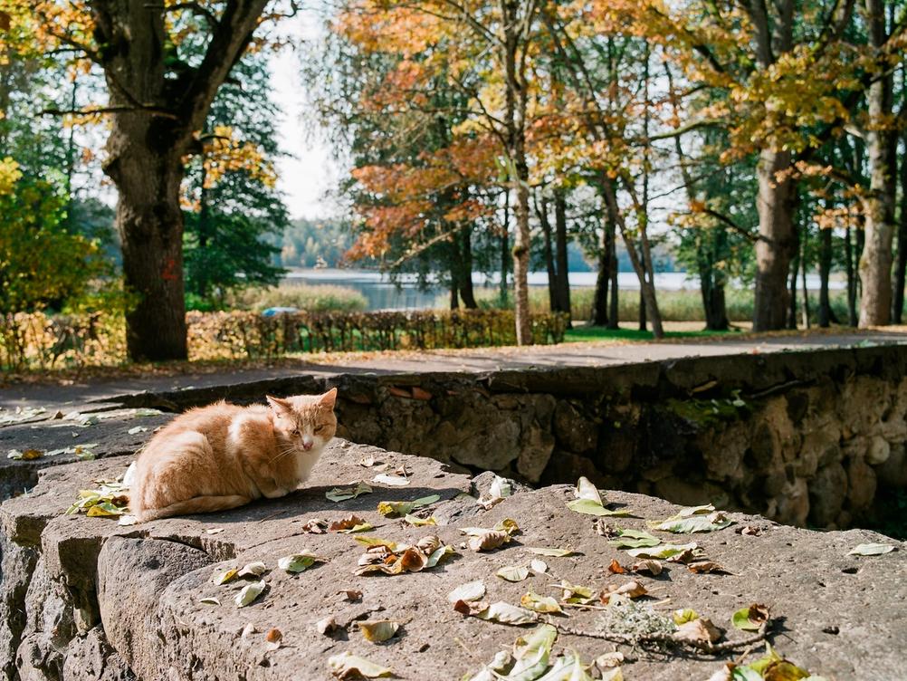 Photo of a sleepy cat with autumn colors around.