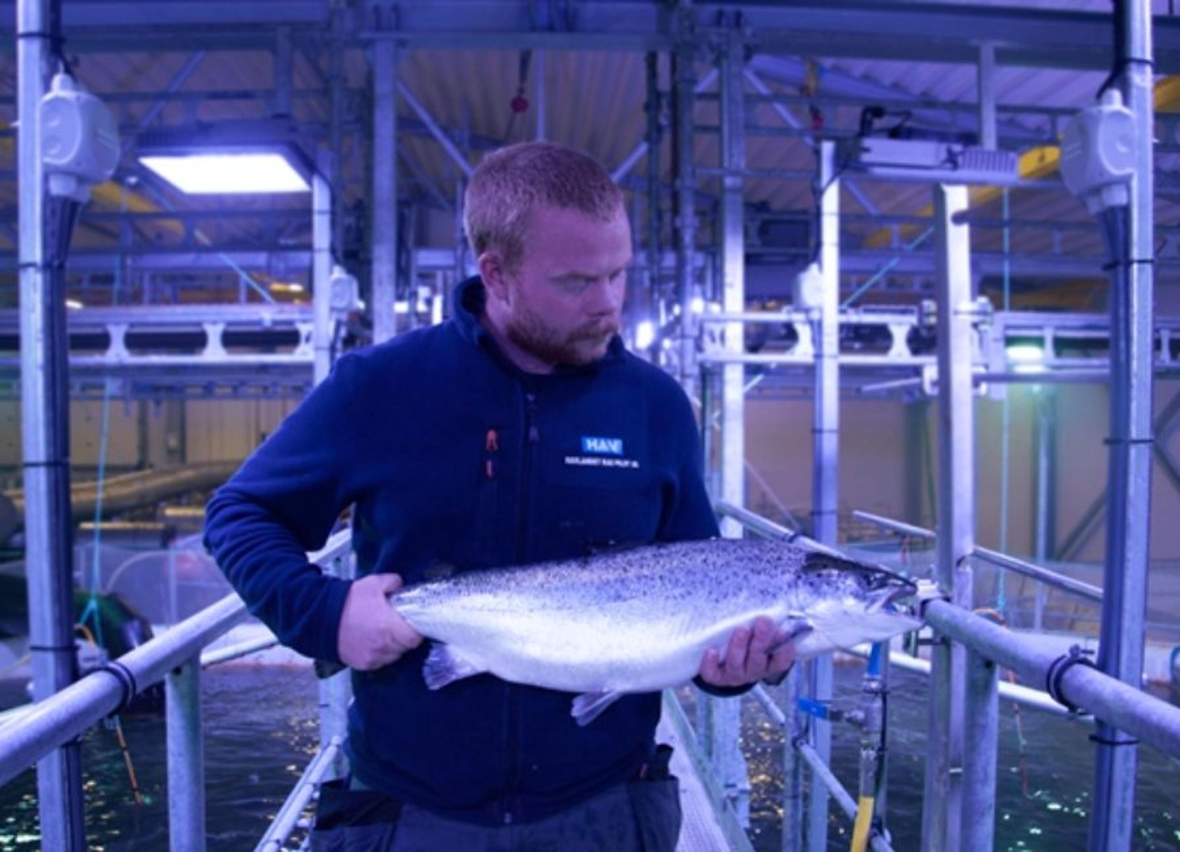 RAS-piloten startet med laks