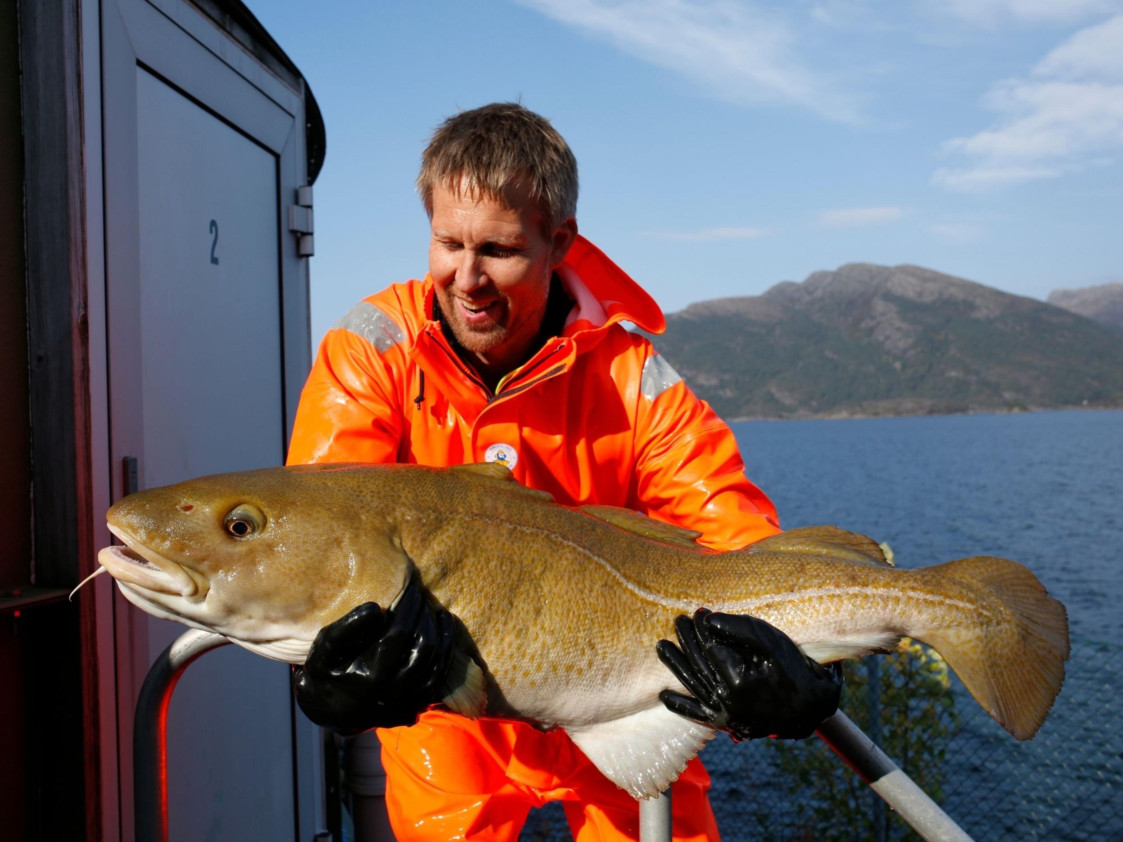 Halvard Hovland med stamfisk torsk