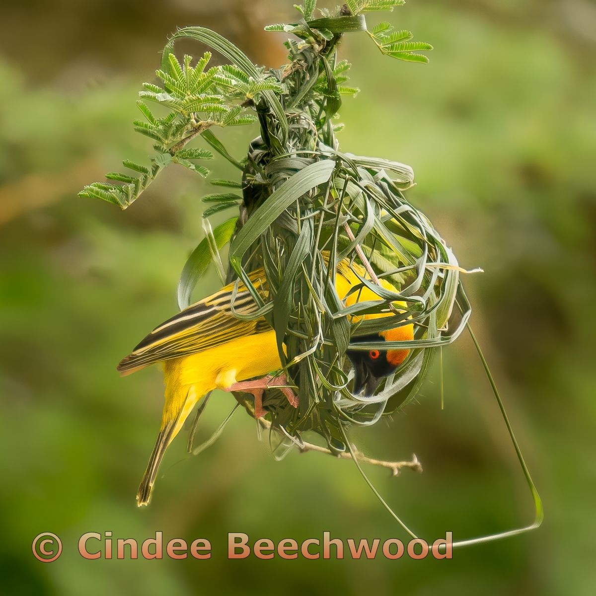 A southern masked weaver constructs an orb-shaped nest out