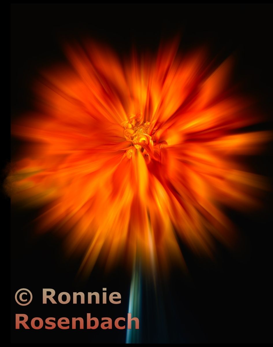 Dahlia Explosion