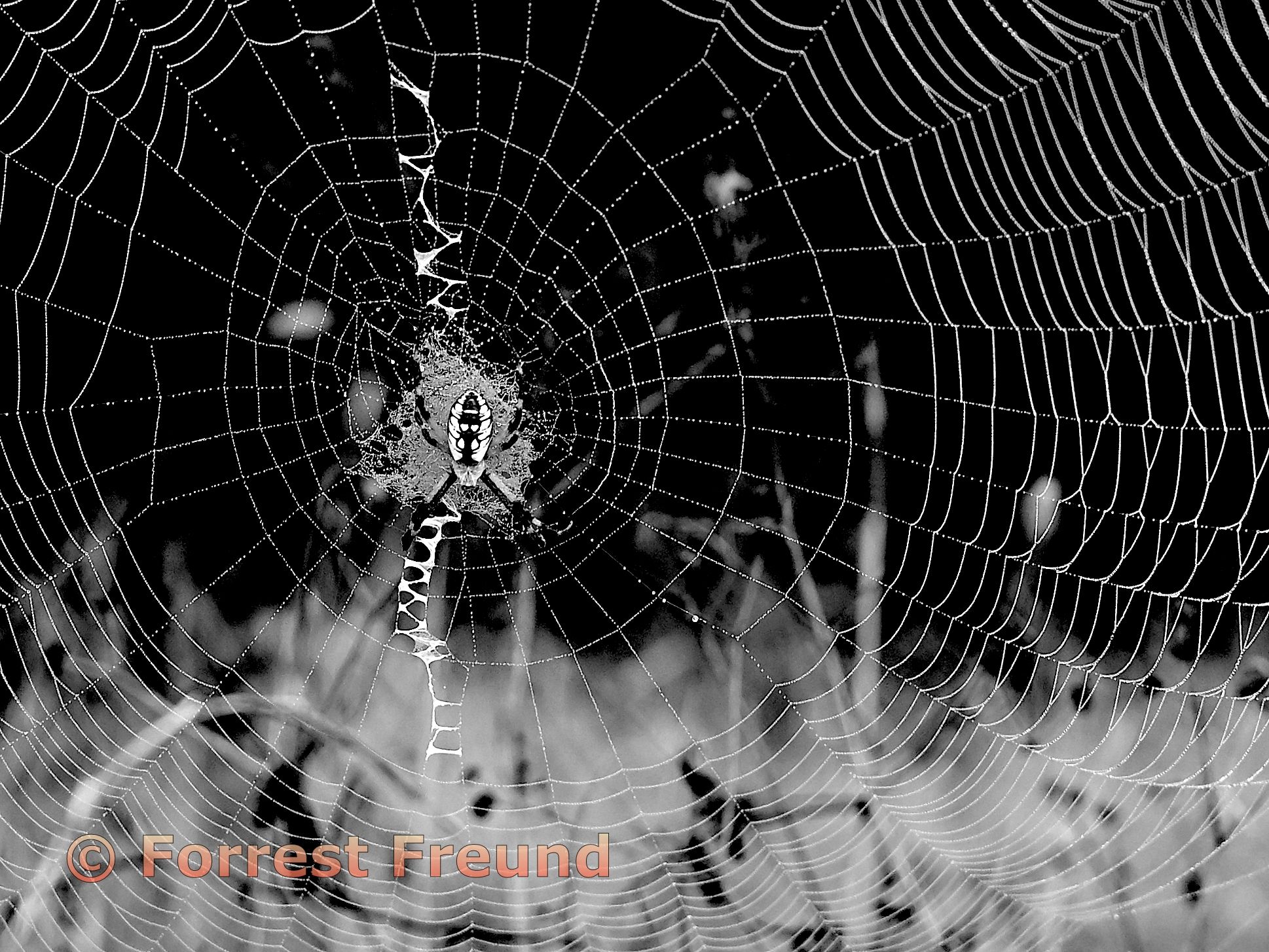 Yellow Garden Spider