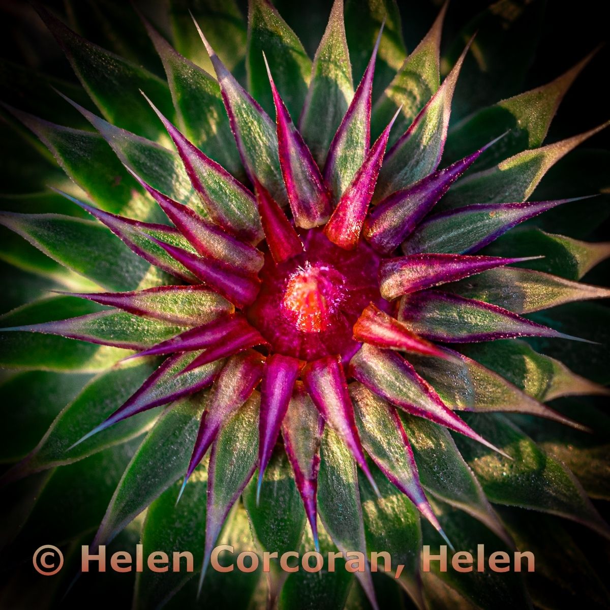 Thistle Be Wild