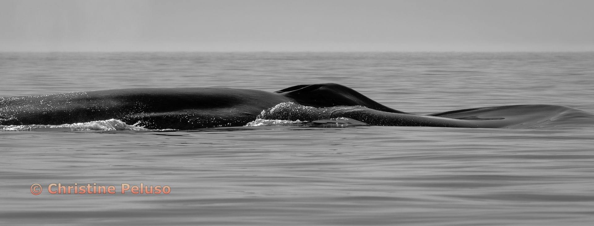 Blue Whale in Silver