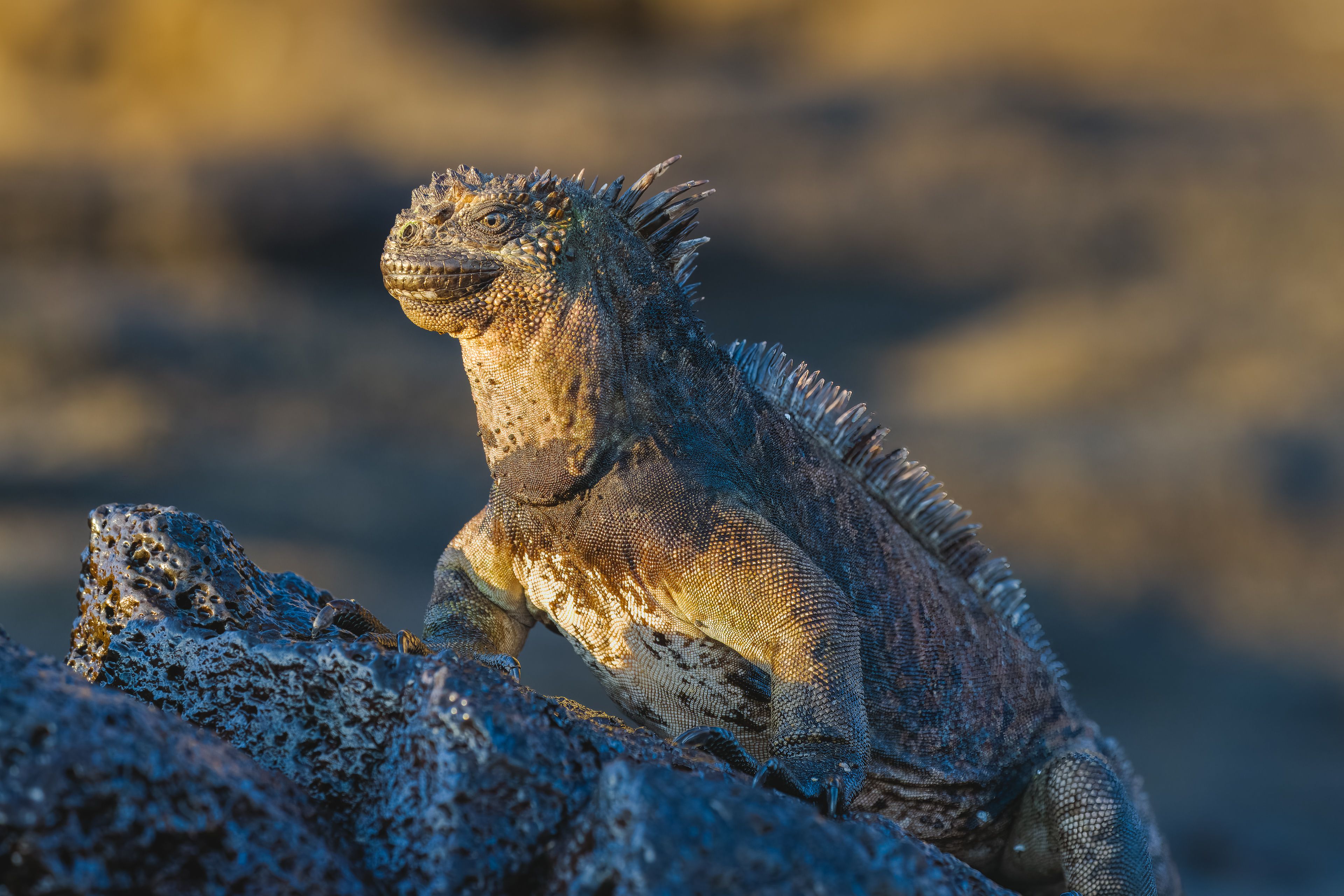 Primordial Dawn | Galapagos National Park, Ecuador | 2023