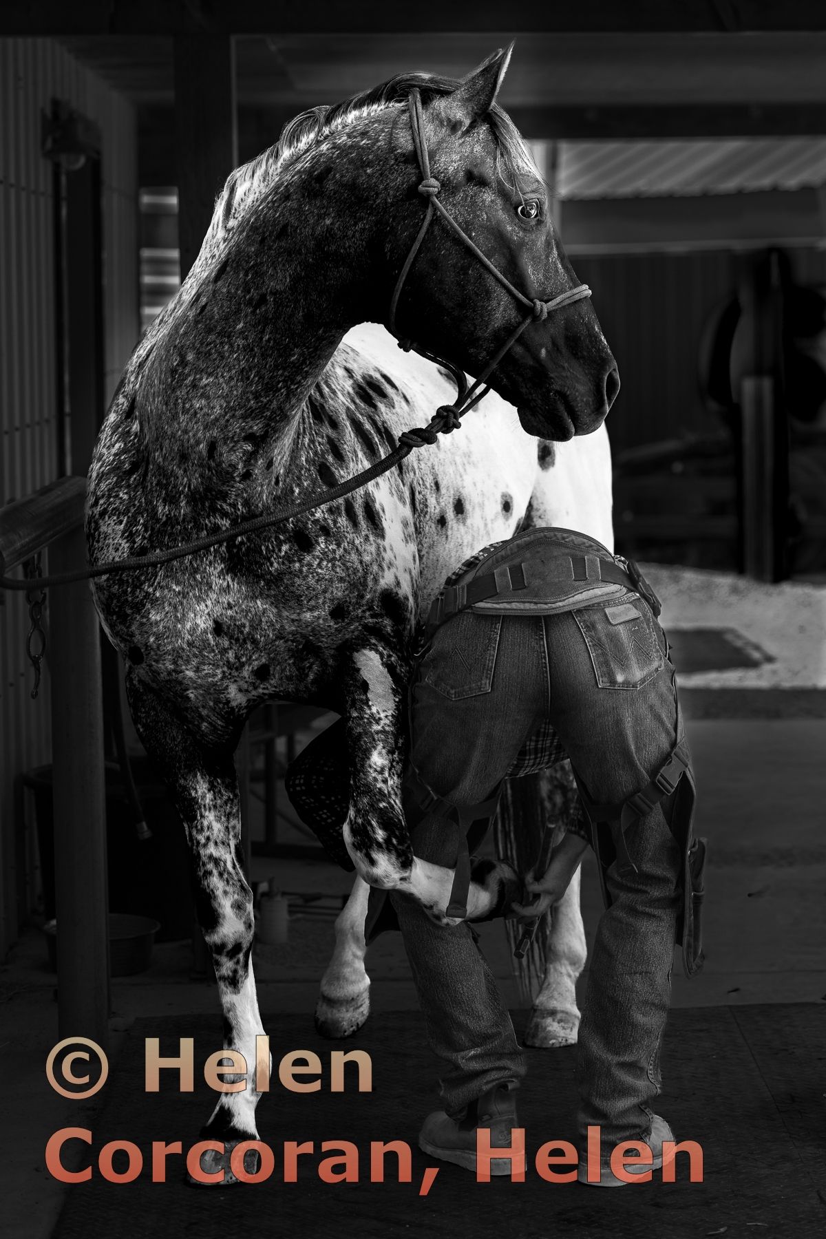 In Trusting Hands