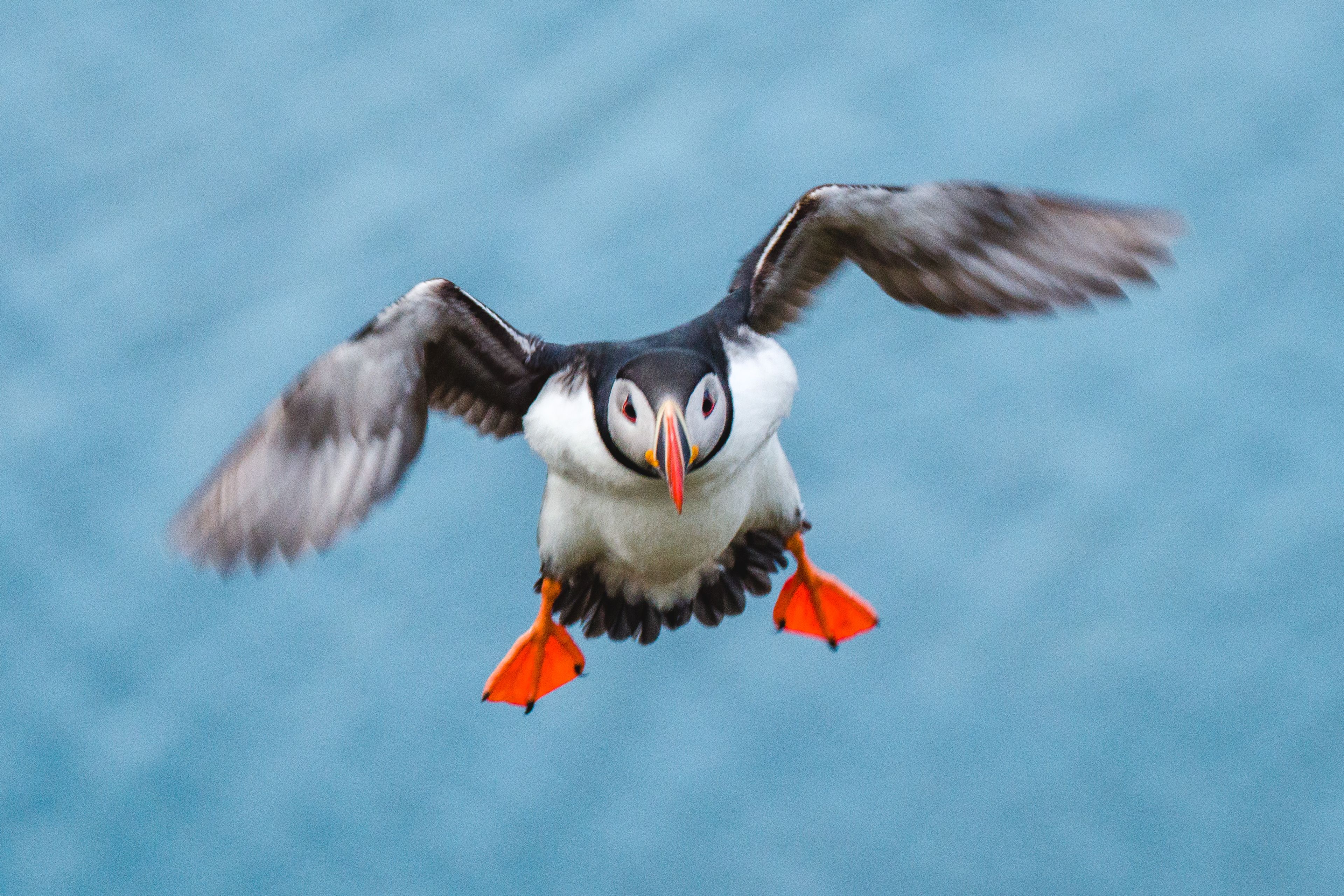 Puffin in Flight | Borgarfjörður eystri, Iceland | 2023