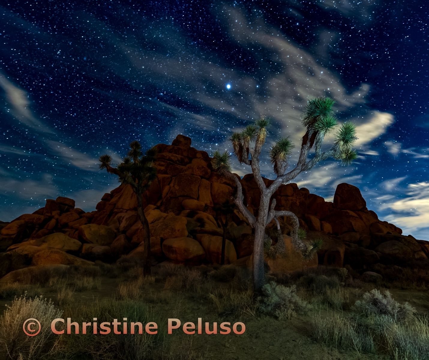Joshua Tree Under Starry Skies