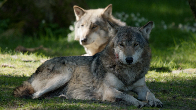 Djur som förändrar världen