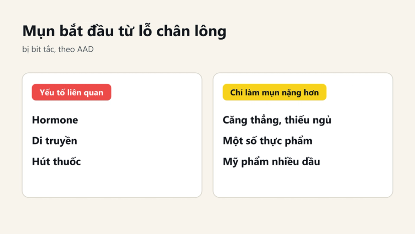 Đồ hoạ yếu tố liên quan đến mụn (hormone, di truyền, hút thuốc) và yếu tố chỉ làm mụn nặng hơn (căng thẳng, thiếu ngủ, thực phẩm, mỹ phẩm nhiều dầu)