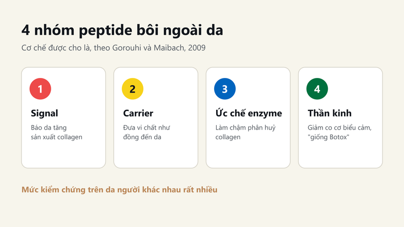 Đồ hoạ 4 nhóm peptide bôi ngoài da: signal, carrier, ức chế enzyme, tác động dẫn truyền thần kinh