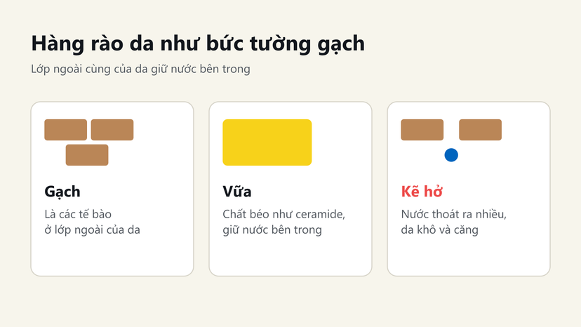 Đồ hoạ so sánh hàng rào da với bức tường gạch: tế bào là gạch, ceramide là vữa, kẽ hở làm nước thoát ra