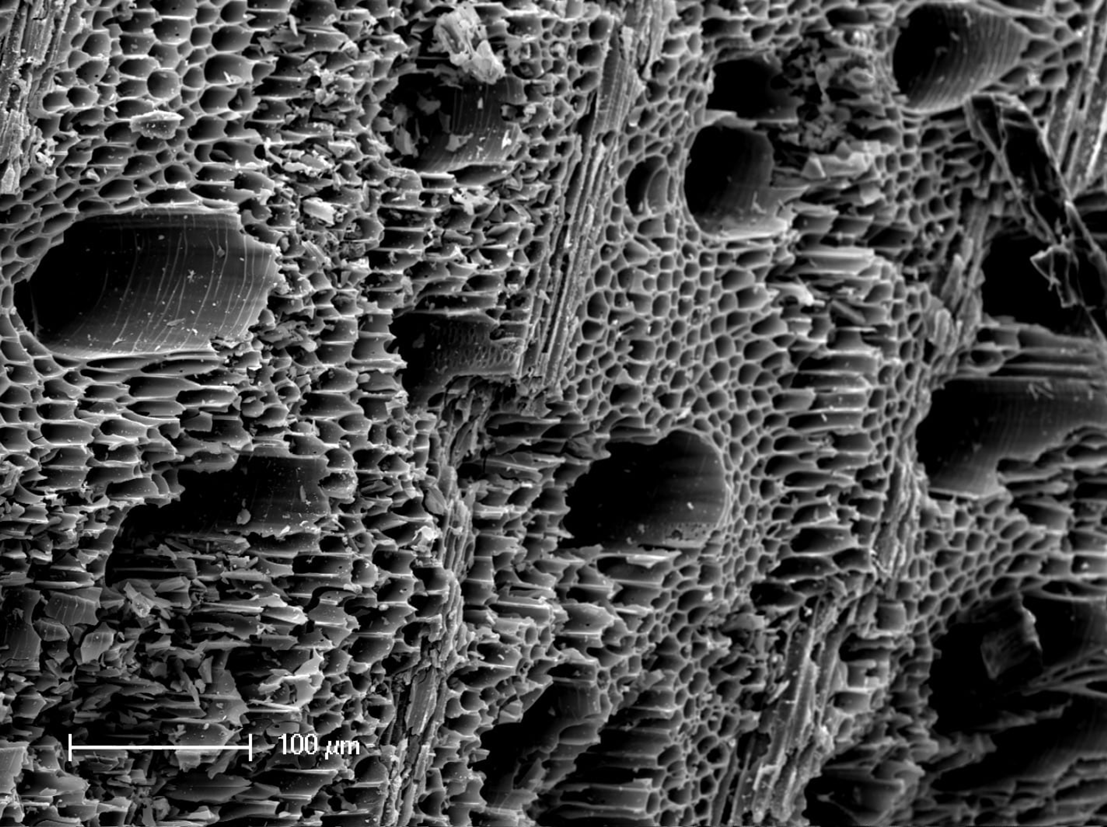 Biochar honeycomb structure under a microscope