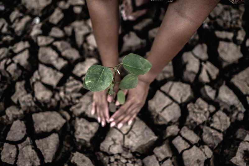 Hands planting a seedling in cracked earth