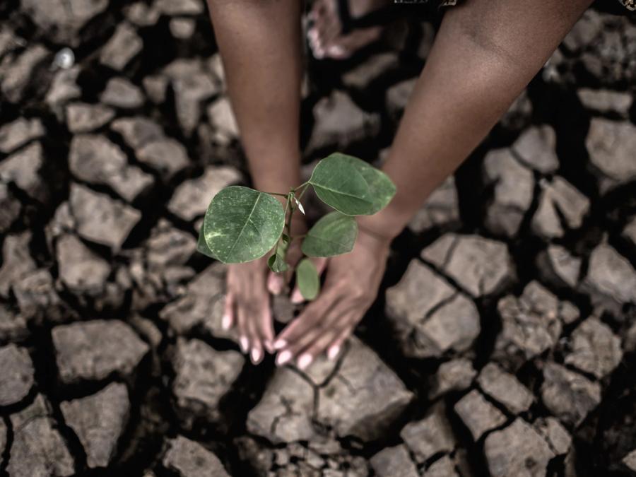 Hands planting a seedling in cracked earth