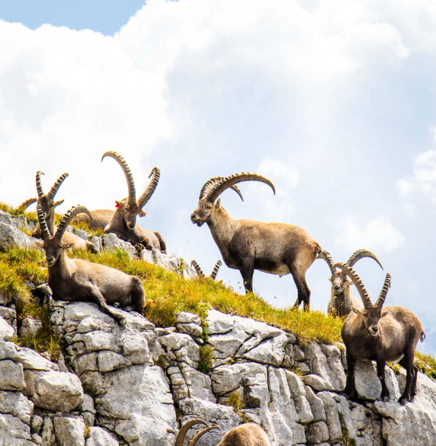 Flaine · Tourisme