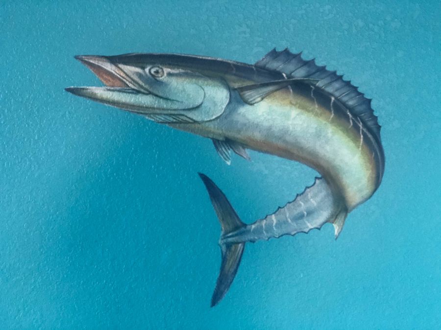 Hand-painted wahoo game fish mural on turquoise textured plaster wall, leaping pose with iridescent blue-silver and gold tones.