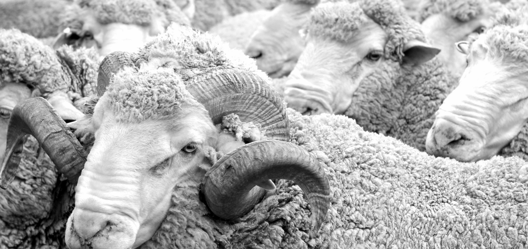 Merinoschafwolle - Aclima