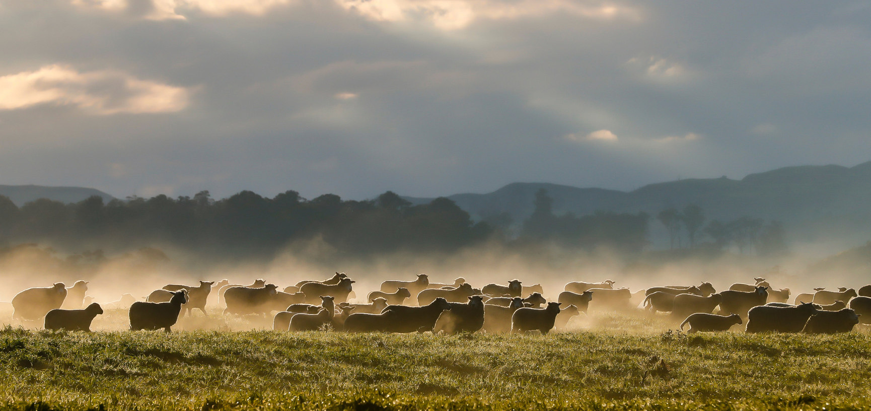 Aclima Merinowollschafe