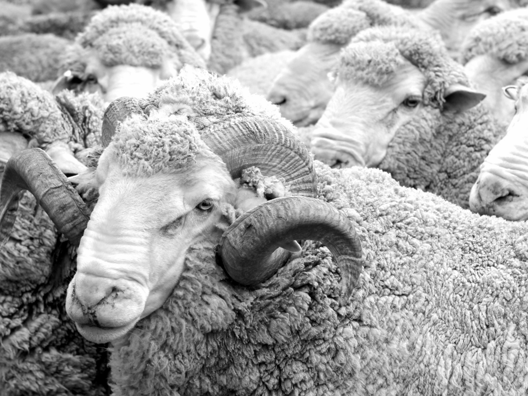 Merino ull sau - Aclima