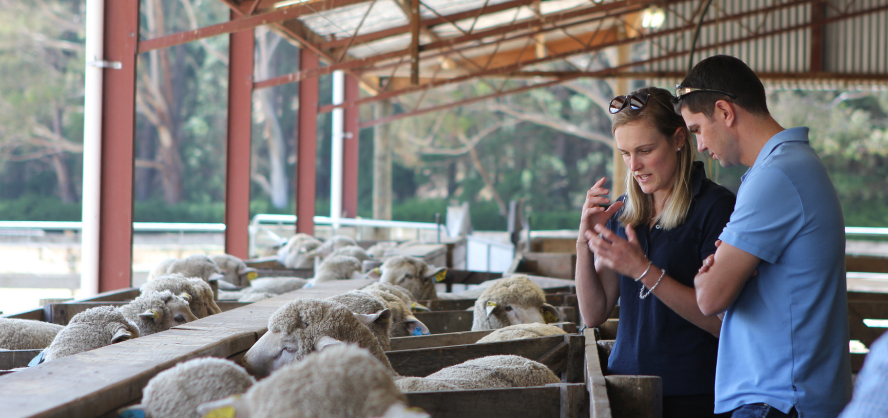 Aclima Merinowollschafe