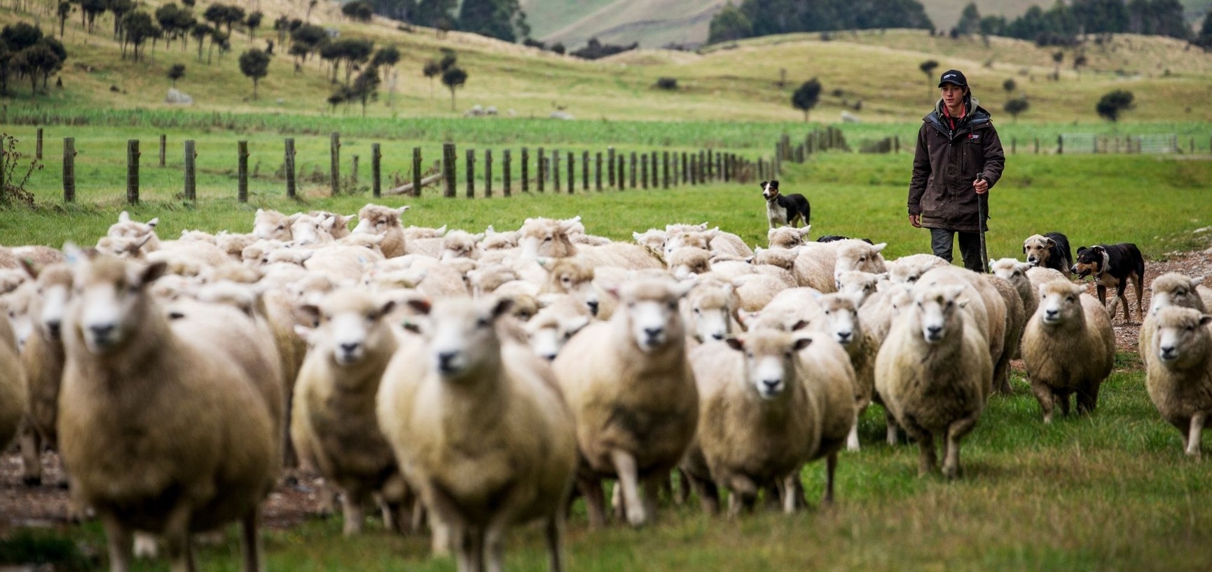 ZQ Merinowolle Schaf - Aclima