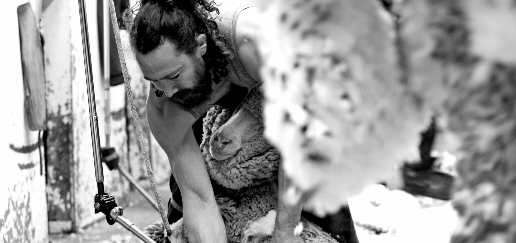 Aclima wool clipping and classification